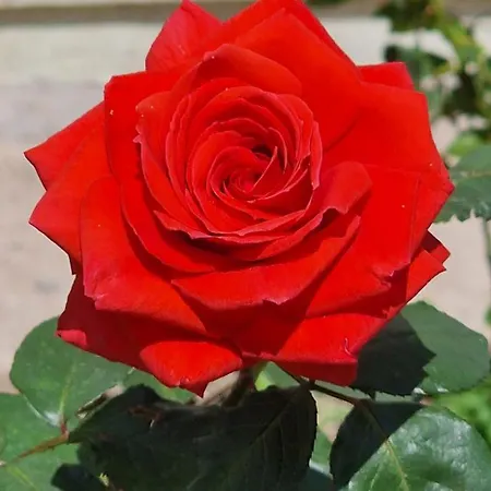 Center Luxury Spacious A&m Ii *