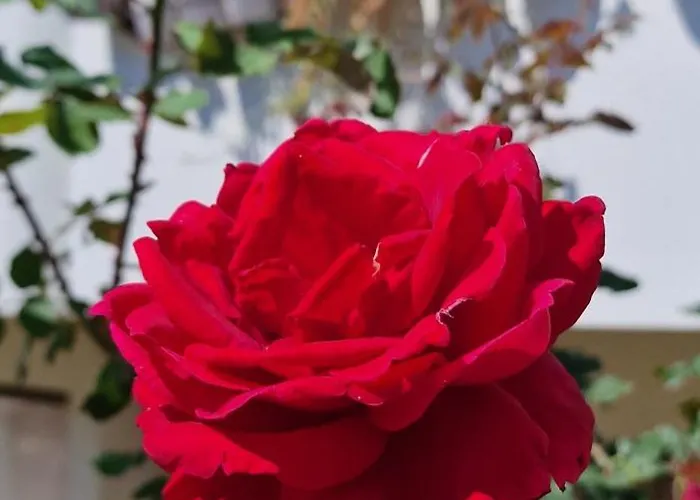 Center Luxury Spacious A&m Ii *