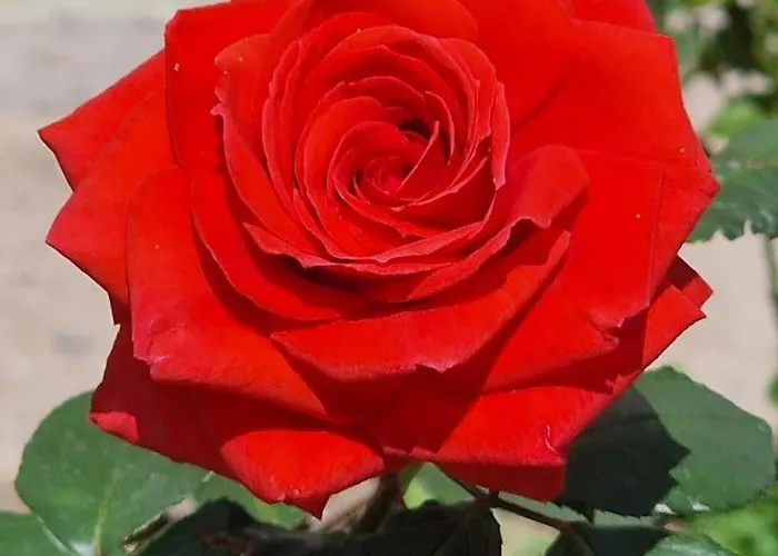 Center Luxury Spacious A&m Ii *