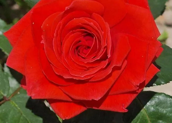 شقة Center Luxury Spacious A&m Ii