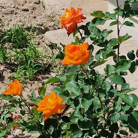 Appartement Center Luxury Spacious A&m Ii *