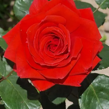 Appartement Center Luxury Spacious A&m Ii